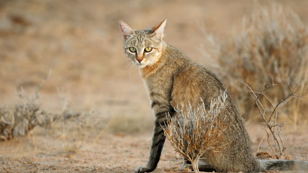 African Wildcat