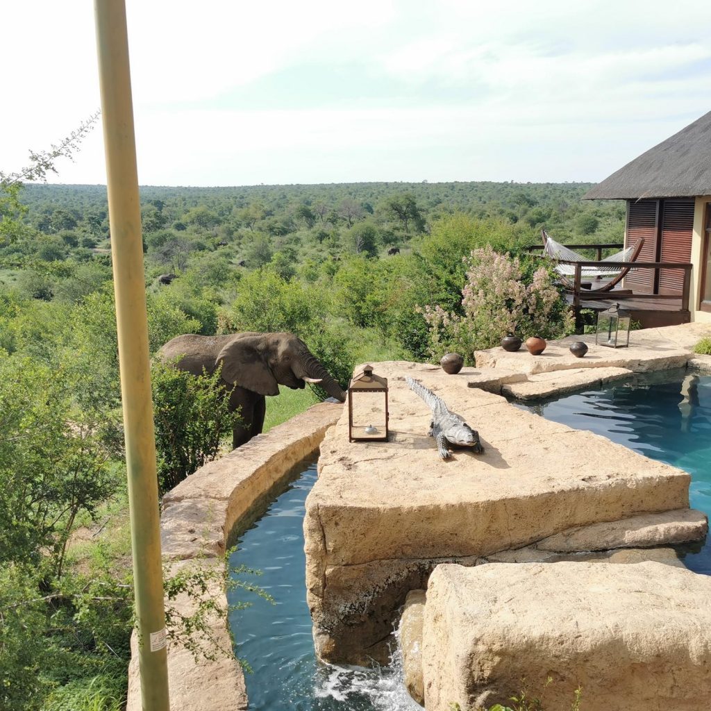 Elephant am pool